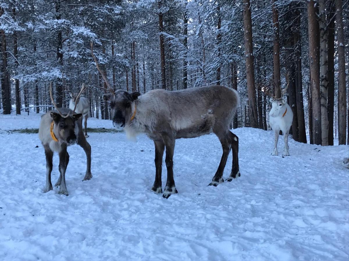 Апартаменти Soppela Retreat At The Arctic Circle Кеміярві Екстер'єр фото